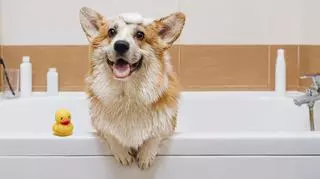 Kąpiel psa 