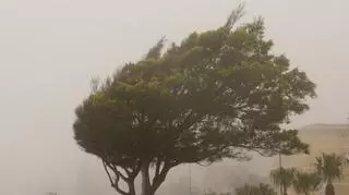 drzewo, które opiera się sile wiatru 