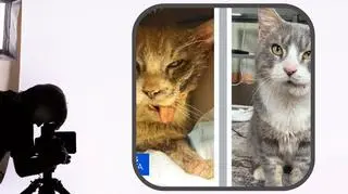 Był bliski śmierci, gdy znaleziono go na ulicy. Dziś Hercules jest kocim modelem 