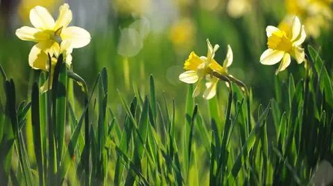 Pogoda na poniedziałek, 9 maja 2022 r.