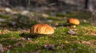 Grzybowa anomalia w polskich lasach. "Za 10-20 lat o tej porze będziemy mieć pełne koszyki"