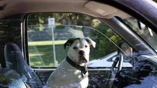 Właściciel zostawił psy w nagrzanym samochodzie. Grożą mu 2 lata pozbawienia wolności