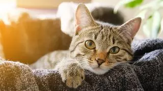 Przysmaki dla kota – jak zdrowo urozmaicać kocią dietę?