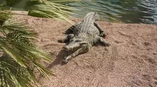 Krokodyl spowodował śmiertelny wypadek. 4 osoby nie żyją