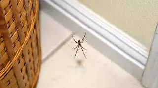 Co przyciąga pająki do domu? 