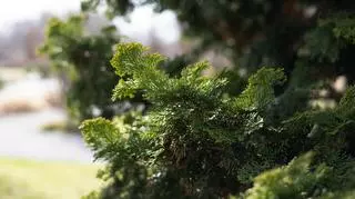 Cyprysik japoński do idealna roślina dla małych ogrodów. Dowiedz się, jak ją uprawiać i pielęgnować.