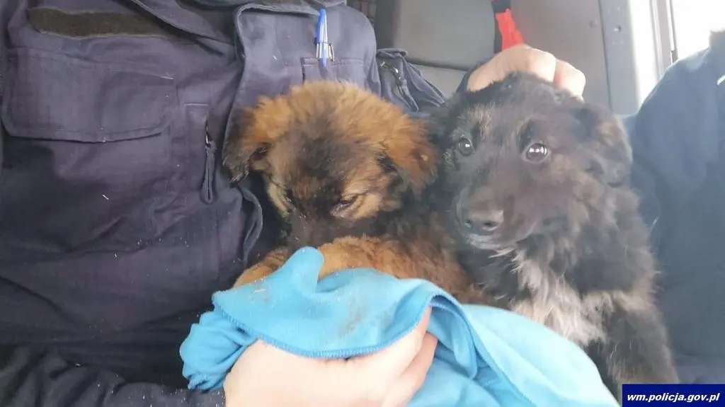 policjant policja szczenięta pies
