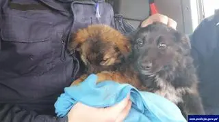 policjant policja szczenięta pies