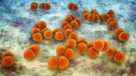 Co trzeba wiedzieć o pneumokokach? 