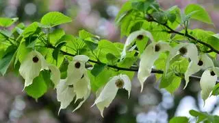 Dawidia chińska – uprawa, pielęgnacja i zastosowanie. Potoczne określenia chińskiego drzewka i jego odmiany