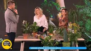 Domowe sposoby na szkodniki. Oto najlepsze z nich