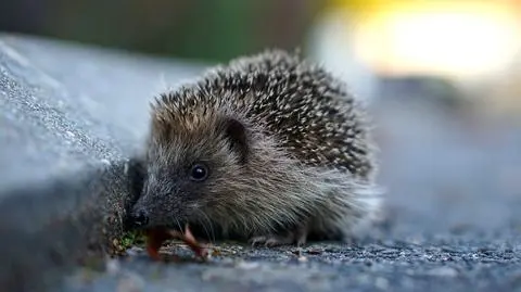 Dokąd nocą tupta jeż?