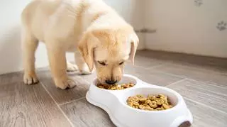 Czy karma sucha dla psa jest dobra?
