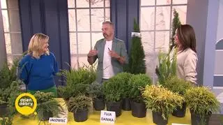 Tę roślinę na pewno masz w swoim ogrodzie  