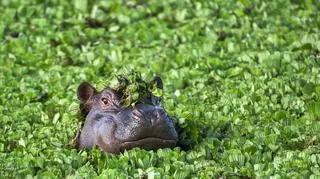 Quiz. Co wiesz o hipopotamach? Wiele osób będzie miało problem z odpowiedzią