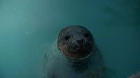 Młode foki wracają na wolność