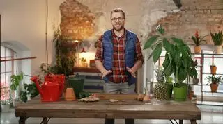 Ananas lub awokado na parapecie? Jak ukorzenić egzotyczne rośliny? 