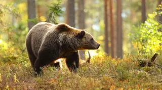 Niedźwiedzie w Bieszczadach – tajemnicze, szlachetne, groźne. Życie i zwyczaje największego drapieżnika Europy