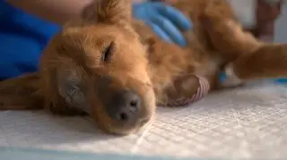 Marcin Prokop walczył o życie otrutego Rufusa. Jak chronić psa przed zatruciem?