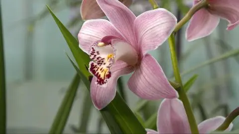 Zakochani w sobie i storczykach