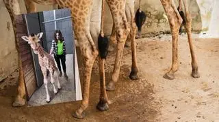 Pierwsze dni maleńkiej żyrafy w łódzkim zoo. Została odrzucona przez mamę