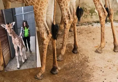 Pierwsze dni maleńkiej żyrafy w łódzkim zoo. Została odrzucona przez mamę