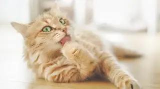 To największy kot, "jakiego ktokolwiek, kiedykolwiek widział". 