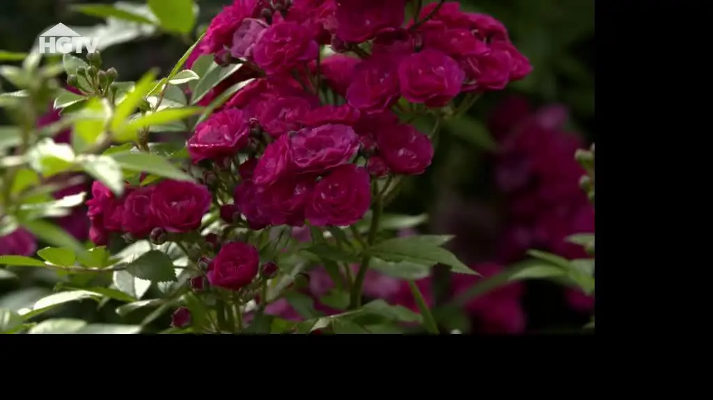 20240610_HGTV_NMWO_Roze