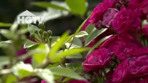 20240610_HGTV_NMWO_Roze