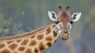Podczas safari doszło do niebezpiecznej sytuacji. Żyrafa wyciągnęła 2-letnie dziecko z auta 