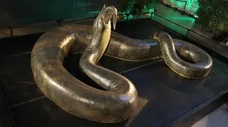 Titanoboa – czym jest, jak wygląda i gdzie żyje? Czy może zagrażać ludziom?