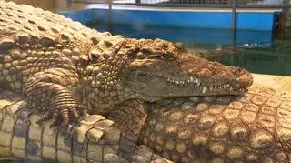 Tygrysy, krokodyle i gibony. To tylko część zwierząt, które możemy zobaczyć w Zimowym Domu w Zoo Borysew