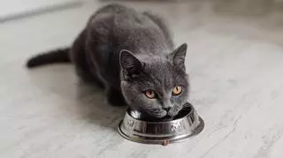 Karma sucha dla kota – jakie ma właściwości prozdrowotne?