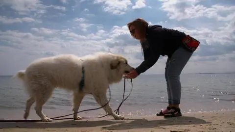 Czy psy powinny mieć wstęp na plażę?