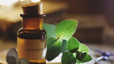 Jak liście eukaliptusa wpływają na zdrowie i urodę?