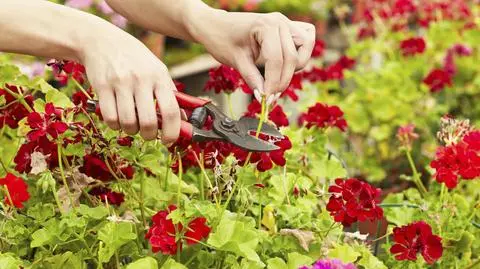 Anginka - roślinne antidotum na choroby. Jak przygotować domową nalewkę z geranium?