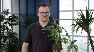 Kokedama, czyli wiszący ogród. Jak zrobić go własnoręcznie?