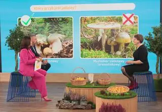 Te trujące grzyby podszywają się pod jadalne. "Szereg objaw, które kończą się śmiercią"