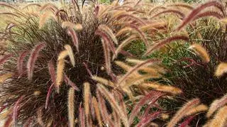 Rozplenica japońska "Rubrum" – zimowanie, uprawa i zastosowanie trawy