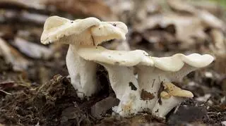 Nietypowy grzyb znaleziony w Bieszczadach. Jak rozpoznać kolczaka obłączastego?