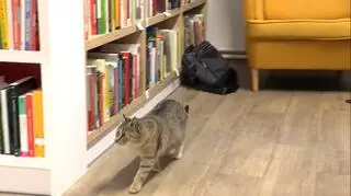 Koty też chodzą do biblioteki. Pracownice wypożyczalni: "Wszystkie zwierzęta kochamy"