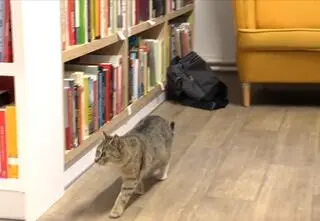 Koty też chodzą do biblioteki. Pracownice wypożyczalni: "Wszystkie zwierzęta kochamy"