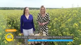 Co można wyczarować z rzepaku? - napisy