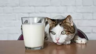 Kot i szklanka mleka. Mleko dla kota. Zwierzęta domowe.