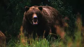 Policja z Tarnowa ostrzega przed niedźwiedziem 