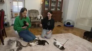 Koci sierociniec - miejsce dla zwierzaków z przeszłością. "Lubię takie wyzwania"