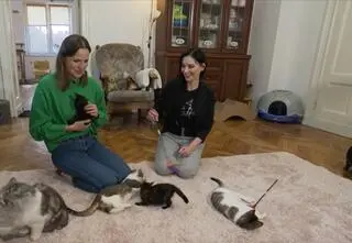 Koci sierociniec - miejsce dla zwierzaków z przeszłością. "Lubię takie wyzwania"