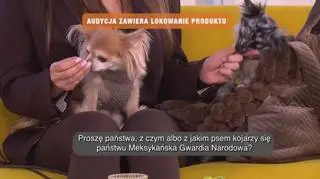 Chihuaua - mały pies, wielki charakter - napisy