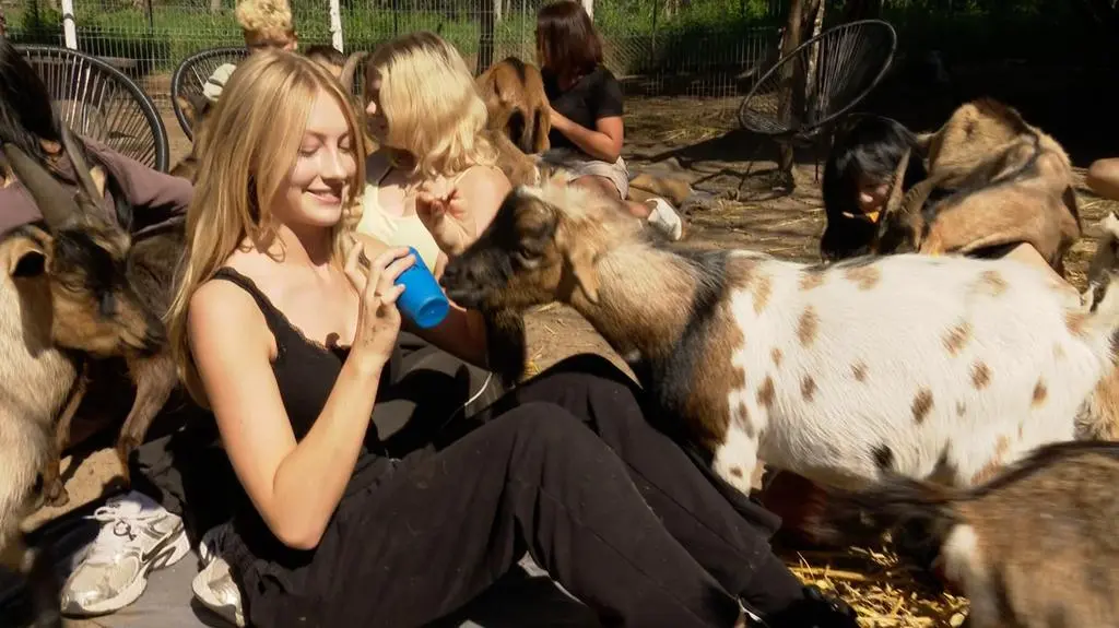 Co daje kontakt z owcami? 