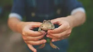 Mężczyzna trzymający w dłoniach żabę. Fobie. Lęki. Batrachofobia.